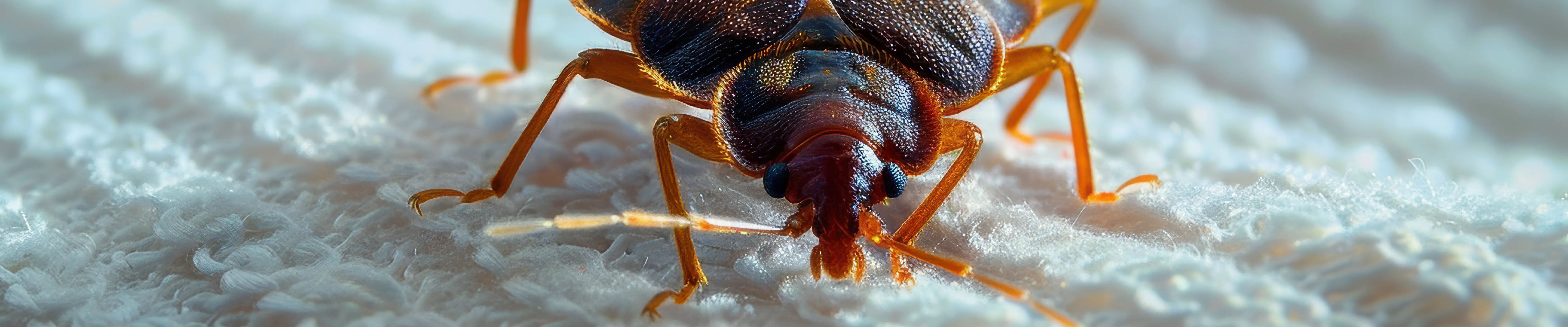 carpet cleaning in NJ, carpet cleaner in NJ, carpet cleaners in NJ, carpet cleaners in NJ, drapery cleaners in NJ, carpet cleaning in NJ, mattress cleaning in NJ, mattress cleaners in NJ, commercial carpet cleaning, commercial carpet cleaners in NJ, NJ rug cleaners, rug cleaning services in NJ same day carpet cleaning, same day rug cleaning